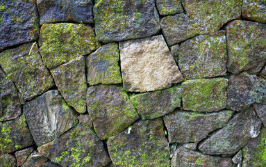 Green moss on the stone walls for natural background and wallpaper