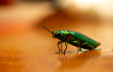 Close up of Jewel beetle (Chrysochroa fulminans), shallow focus
