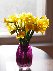 yellow flower narcissus sunny spring in vase on table in front of window, room