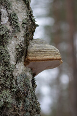 Fomes fomentarius, commonly known as the tinder fungus, false tinder fungus, hoof fungus, tinder conk, tinder polypore or ice man fungus. - obrazy, fototapety, plakaty