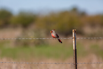 Pyrrhuloxia, or the desert cardinal, sitting on a wire fence near Sandia, Texas.