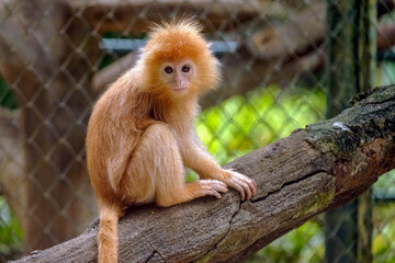 langur sitting on a tree