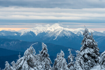 Beautiful Carpathian mountain landscape. Snow-covered mountain tops and spruce trees