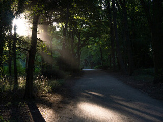 path in the forest - sunlight beam