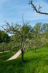 Blühende Apfelbäume Frühling im öffentlichen Obstgut Baden-Baden Lichtental