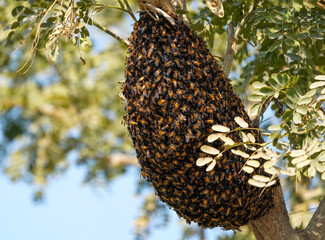 Naklejka na ściany i meble Bee hive on a tree