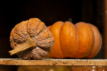 zucca violina e zucca 