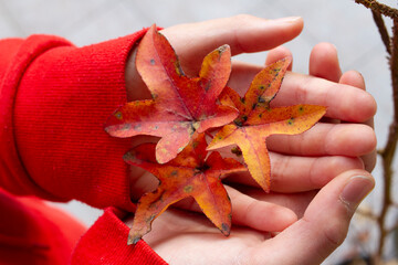 mani con foglie secche autunnali