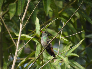green winged blackbird