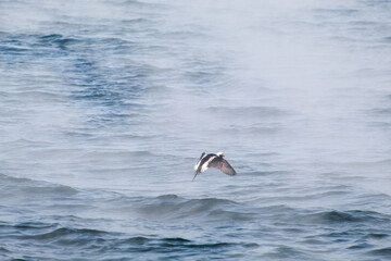 Long-tailed duck flying over steaming lake