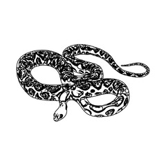 Black and white sketch of a snake with transparent background