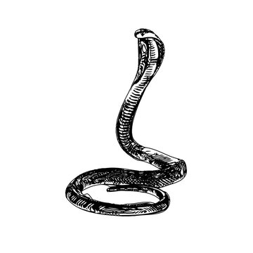 Black and white sketch of a snake with transparent background