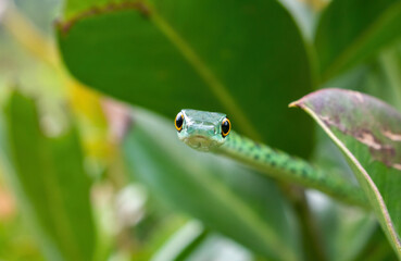 Spotted bush snake (Philothamnus semivariegatus)