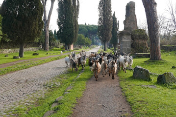 mandria di capre tra i ruderi della via appia antica a roma