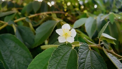white and yellow flowers, seri flower photo take in lampung indonesian
