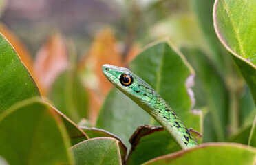 Spotted bush snake (Philothamnus semivariegatus)