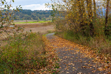 Naklejka premium Fall path in western Washington wildlife refuge