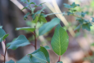 Simple alternate undulate serrate nitidus ovately elliptic leaves of Rhus Integrifolia X Ovata, Anacardiaceae, native gynodioecious evergreen woody shrub in the Santa Monica Mountains, Winter.