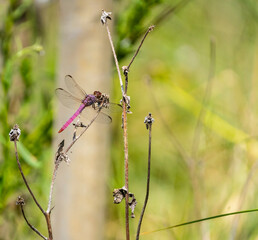 Roseatte skimmer dragonfly landing and resting on plant stem.
