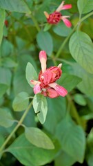Obraz premium Beautiful flowers of Justicia brandegeeana known as Shrimpplant, False hop, Honolulu salvia, Mexican Plume etc