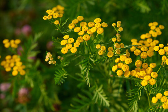 Rainfarn (Tanacetum vulgare)	