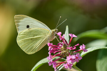 Großer Kohlweißling (Pieris brassicae) auf Sommerflieder	