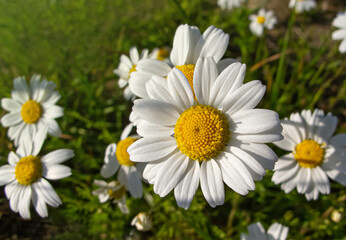 Field of Daisy flowers during Spring, white daisy flower background. Daisies fresh flowers in springtime, floral background.