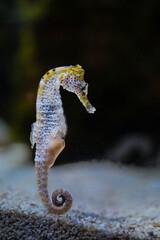 hippocampus ingens yellow color © Unai