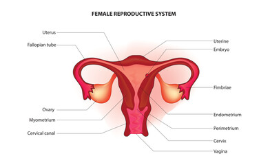 Labeled diagram of human reproductive system, internal and external sex organs, he uterus (womb), ovaries, fallopian tubes and vagina, as well as hormones, detailed anatomy, diagram of reproductive sy