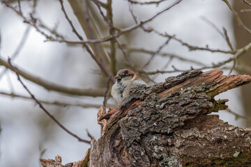 Ein Kleiner Spatz sitz auf einem Baum im Winter