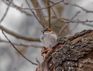 Ein Kleiner Spatz sitz auf einem Baum im Winter
