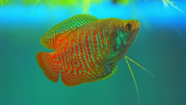 Dwarf Gourami, Colisa lalia, small, brightly colored freshwater fish. Peaceful small community fish. Live in  heated aquarium. Anabantoids, breathe air with a labyrinth organ. Tropical fish home hobby