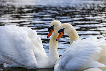 A couple of mute swans swim in the pond