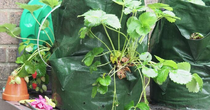 short video clip of strawberry plants in the rain