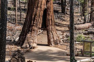 Tunnel Tree (Giant Sequoia) in Yosemite NP