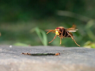 Hornisse (Vespa crabro) 