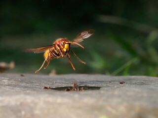 Europäische Hornisse (Vespa crabro)