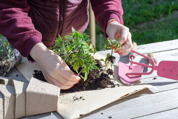 young woman planting tomatoes plants to the paper pots. copy space.
