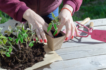 The hand of a young woman are planting the seedlings into containers with the soil.