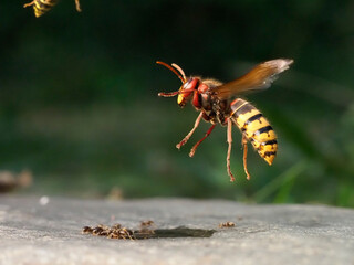 Europäische Hornisse (Vespa crabro)