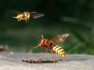 Europäische Hornisse (Vespa crabro)