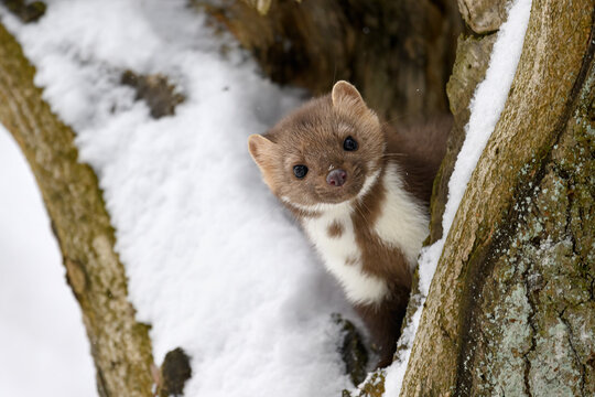 The marten runs on the newly fallen snow and climbs into the hollow of the tree.