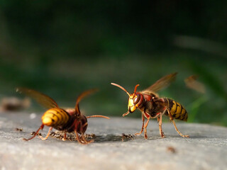 Europäische Hornisse (Vespa crabro)