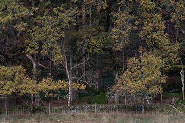 Pasture with fencing and a small stream with trees in Scotland