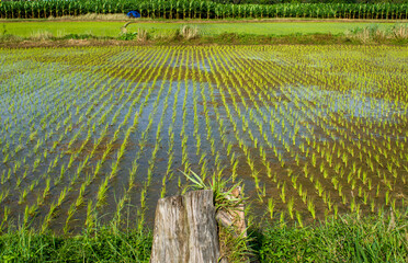 A paddy wetland cultivation with a beautiful mountain background in a tropical climate