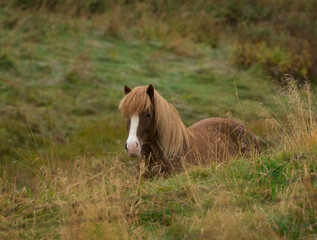 Fototapeta premium Hidden Pony