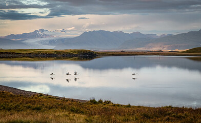 Whooper Swans at Dawn