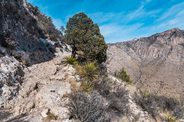 Chemin de randonnée montant sur une montagne dans le Parc national de Guadalupe Mountains au Texas. 