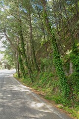 Road up a mountain with forest around in spring at Mount Filerimos, Rhodes, Greece.