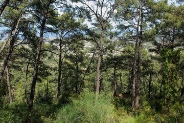 Forest view at Mount Filerimos in spring with trees and grass, Rhodes, Greece.